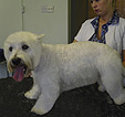 Doodles Dog Grooming in Blackpool