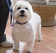 Doodles Dog Grooming in Blackpool