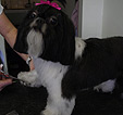 Doodles Dog Grooming in Blackpool