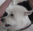 Doodles Dog Grooming in Blackpool