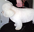 Doodles Dog Grooming in Blackpool