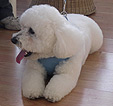 Doodles Dog Grooming in Blackpool