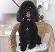 Doodles Dog Grooming in Blackpool