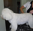 Doodles Dog Grooming in Blackpool