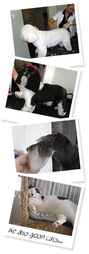 Doodles Dog Grooming Services